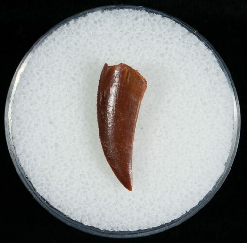 Curved Raptor Tooth From Morocco - #6901